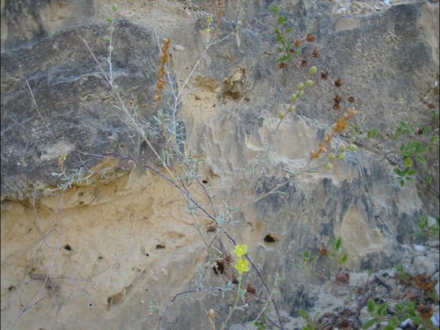 Helianthemum sessiliflorum / Eliantemo a spiga